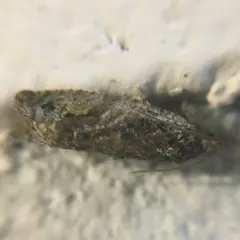Maple Twig Borer Moth thumbnail 4