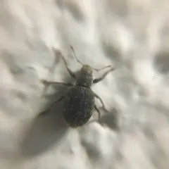 Strawberry Root Weevil thumbnail 4