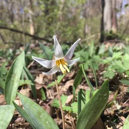white fawnlily