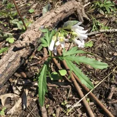 cut-leaved toothwort thumbnail 1