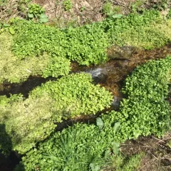 watercress thumbnail 2