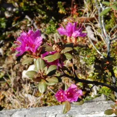 Lapland Azalea thumbnail 2