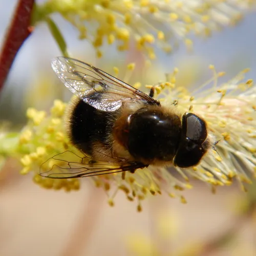 Black-spotted Drone Fly