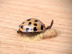 Dinocampus coccinellae paralysis virus thumbnail 4