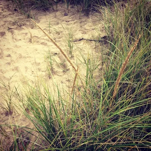American marram grass