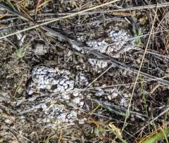 Cerebral Fishscale Lichen thumbnail 2