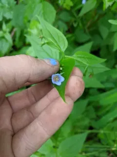 Broadleaf Bluebells thumbnail 3