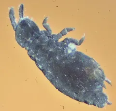 Hypogastrura nivicola thumbnail 4
