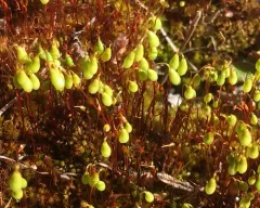 Golden Thread-moss thumbnail 1