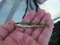 Crystal Darter thumbnail 2