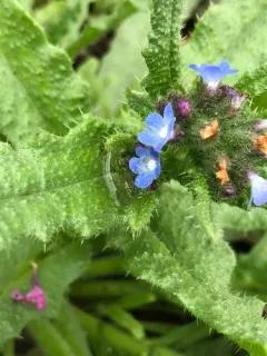 small bugloss thumbnail 2