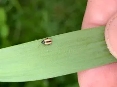 Horseradish Flea Beetle thumbnail 2