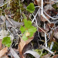 Yellow Anemone thumbnail 2