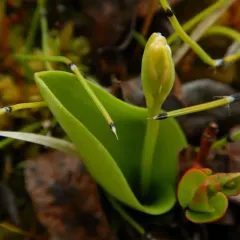 Small Round-leaved Orchid thumbnail 1