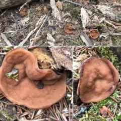 Pig's Ears thumbnail 2