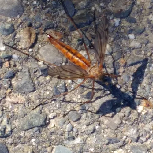 Tipula dorsimacula
