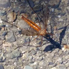 Tipula dorsimacula thumbnail 1