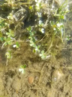 water clover thumbnail 3