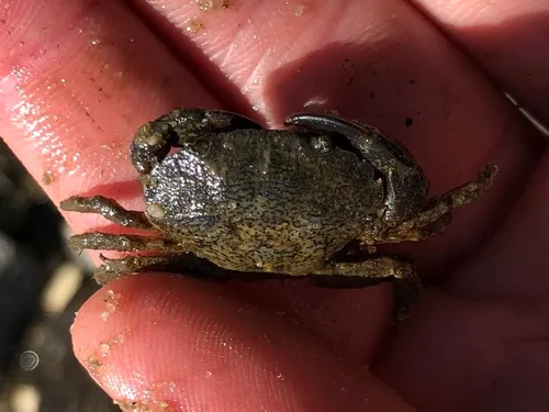 Flatback Mud Crab