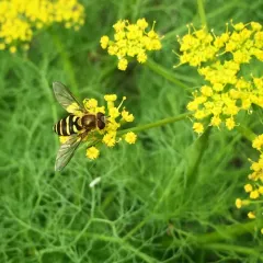 Black-margined Flower Fly thumbnail 1