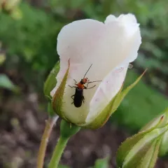Downy Leather-winged Beetle thumbnail 2