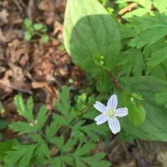 Candy Flower thumbnail 3