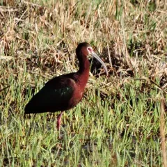 White-faced Ibis thumbnail 2