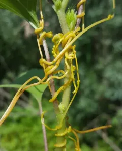 Field Dodder thumbnail 2