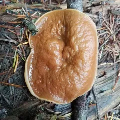 pig's ears thumbnail 2