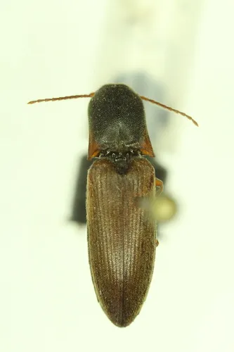Tardy Click Beetle