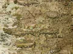 Long-spored Dotted Lichen thumbnail 2