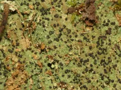 Trapeliopsis viridescens thumbnail 2
