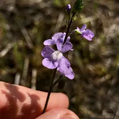 Canada toadflax thumbnail 4