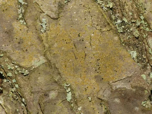 Piccolia nannaria