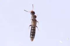 Anomognathus cuspidatus thumbnail 2