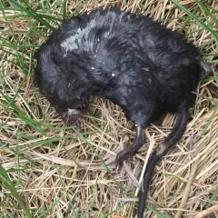 Star-nosed Mole thumbnail 3