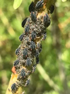 Black willow bark aphid thumbnail 3