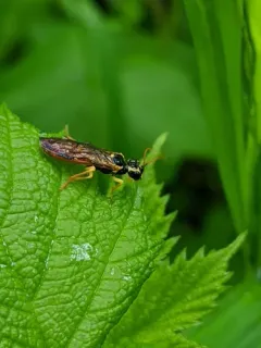 Onycholyda sitkensis thumbnail 2