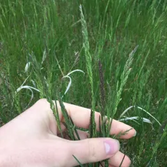 Smooth Meadow-grass thumbnail 2