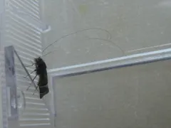 Purple Fairy Moth thumbnail 3