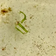 Green Hydra thumbnail 2