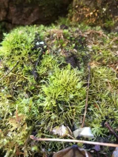 Bryhnia Moss thumbnail 4