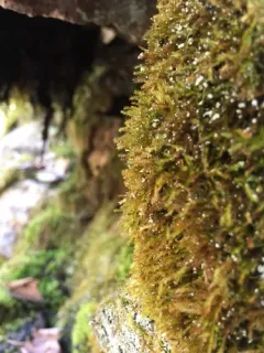 Campylophyllopsis hispidula thumbnail 2