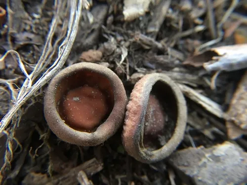 Stromatinia rapulum