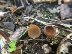 Anemone Cup thumbnail 2