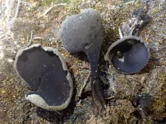 Helvella corium thumbnail 2