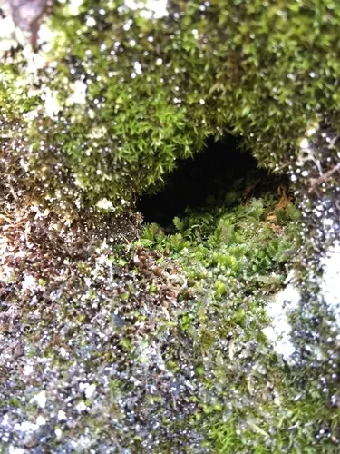 Osmund Fissidens Moss