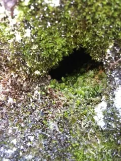 Osmund Fissidens Moss thumbnail 1