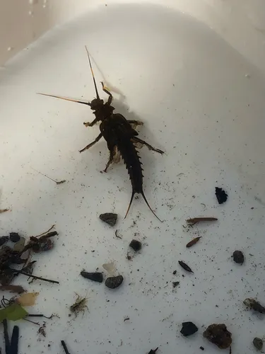 Appalachian Salmonfly