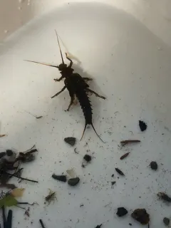 Appalachian Salmonfly thumbnail 1